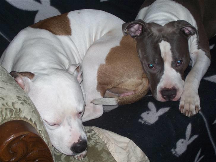 Amerikansk staffordshire terrier Nikita - Her ses hun med Baloo, vores han hund, som også er farmand.  billede 4