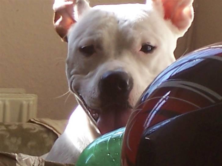 Amerikansk staffordshire terrier Nikita billede 5