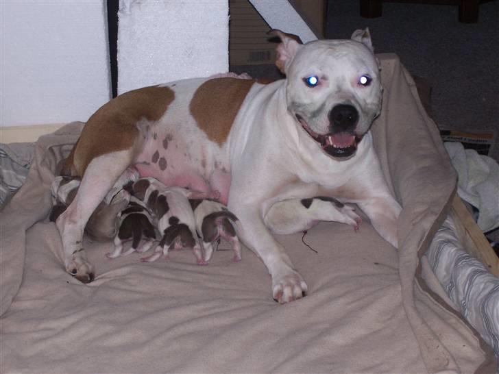 Amerikansk staffordshire terrier Nikita billede 6