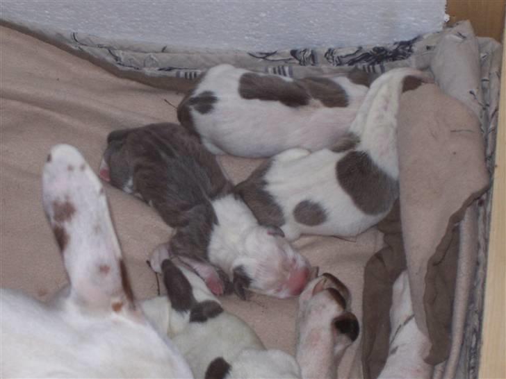 Amerikansk staffordshire terrier Nikita - Mors små babyer <3 billede 7