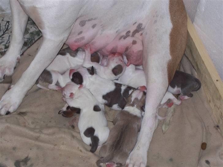 Amerikansk staffordshire terrier Nikita billede 8