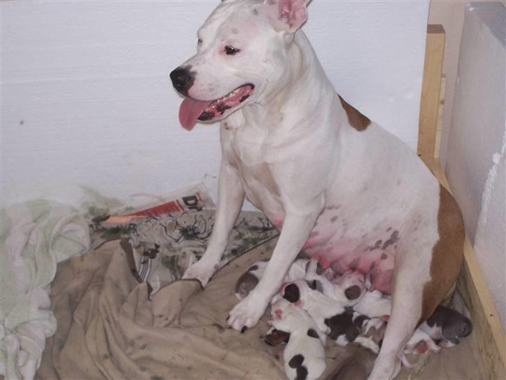 Amerikansk staffordshire terrier Nikita billede 9