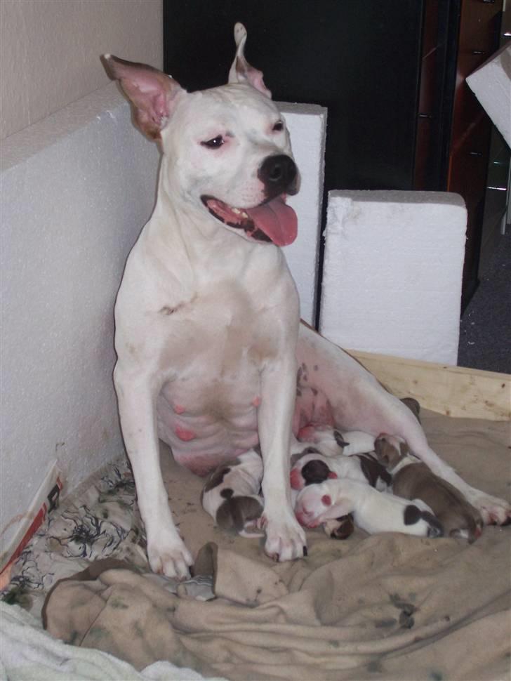 Amerikansk staffordshire terrier Nikita billede 10