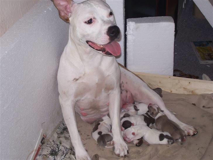 Amerikansk staffordshire terrier Nikita billede 11