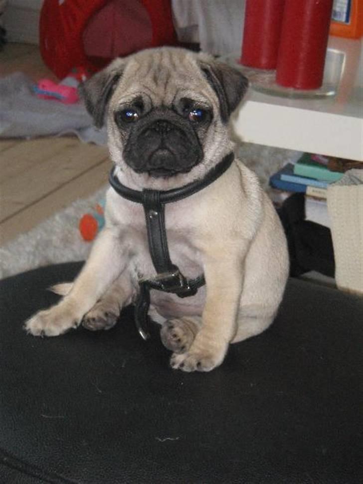 Mops Pepsi billede 1