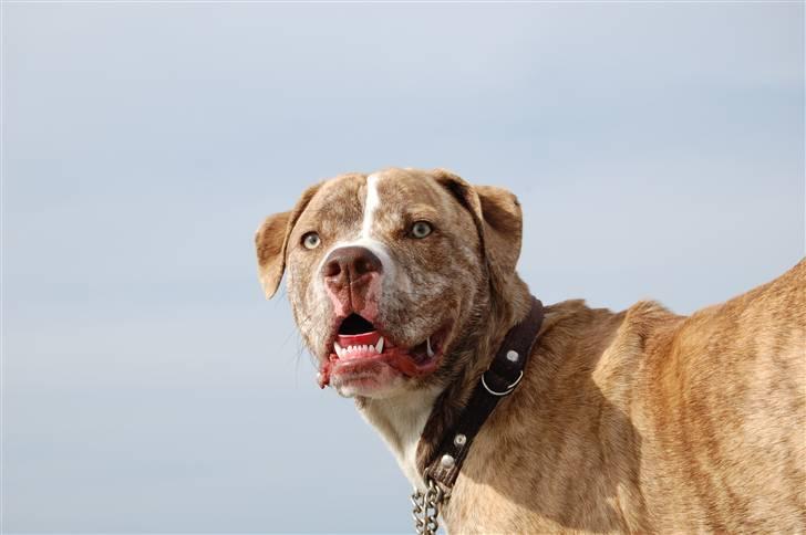 Amerikansk bulldog Caine - Hejsa.. mit navn er Caine - velkommen til min profil :-)) billede 1