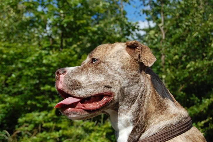 Amerikansk bulldog Caine - Skøn sommerdag i hundeskoven ;-D billede 2