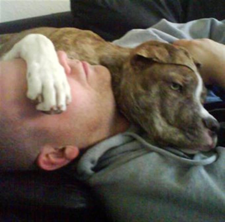 Amerikansk bulldog Caine - Far og Caine tager en lur sammen billede 3