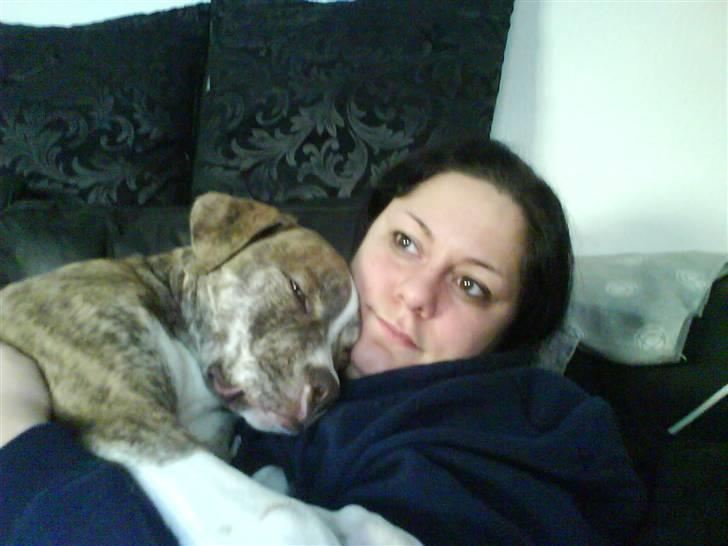 Amerikansk bulldog Caine - Puttegøj :-) billede 4