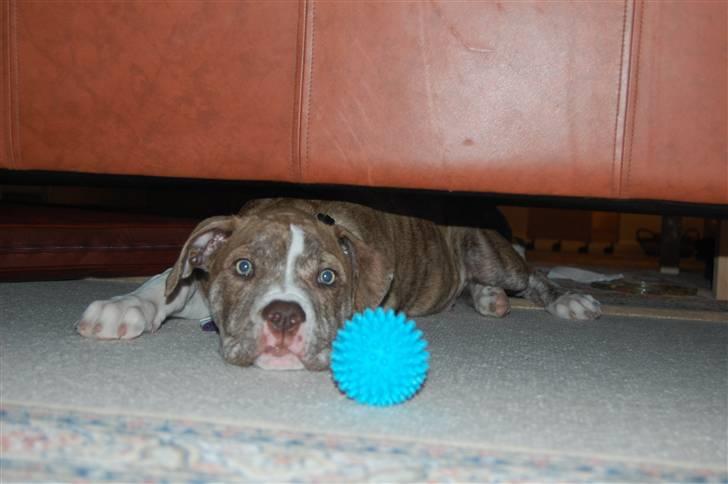 Amerikansk bulldog Caine - Øhm.. jeg er vist blevet for stor til det her .. hihi ;-) billede 5