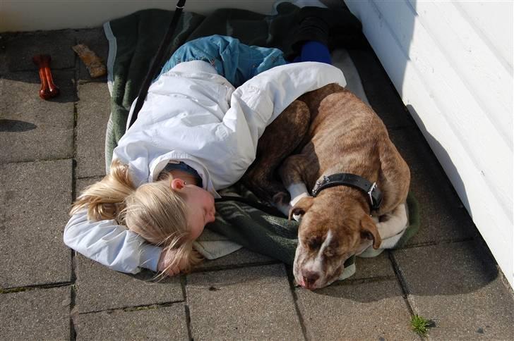 Amerikansk bulldog Caine - Tager en lur med Mulle på terrasen billede 6