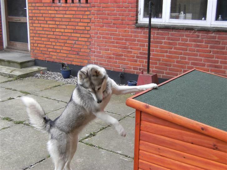 Siberian husky R.I.P Kimik´s Dinna - Hov hvor blev katten af ?  billede 19