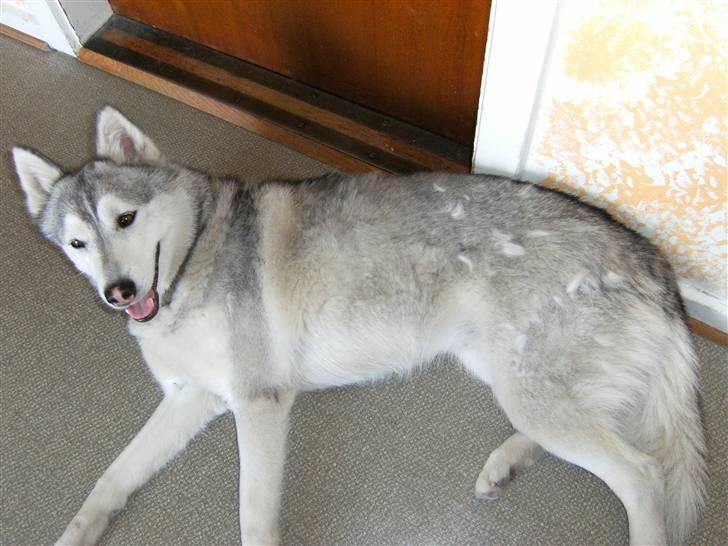 Siberian husky R.I.P Kimik´s Dinna - Iiiiih hvor mit hår bare stritter billede 20