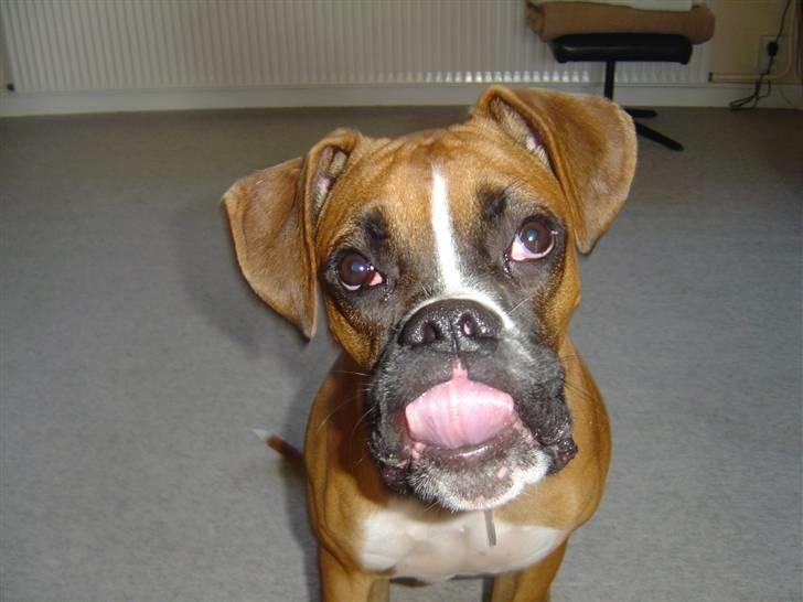 Boxer Bahco billede 15