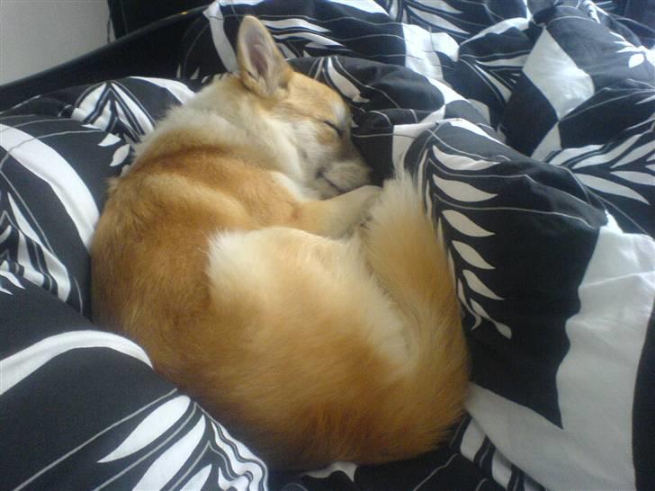 Islandsk fårehund Aiko billede 16