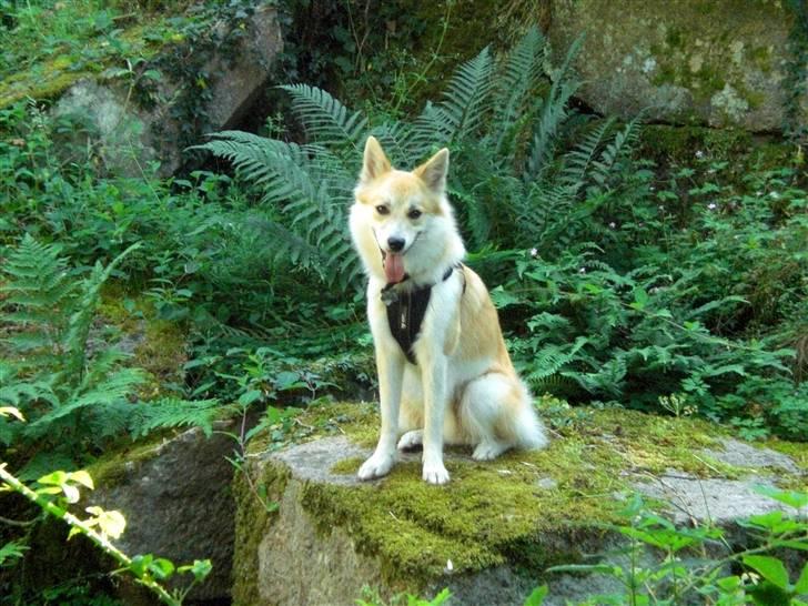Islandsk fårehund Aiko - Kongen af klipperne! billede 17