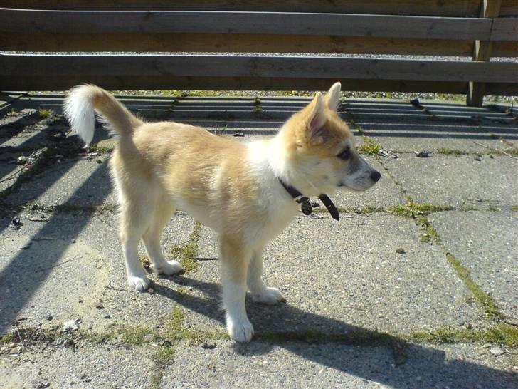 Islandsk fårehund Aiko billede 20