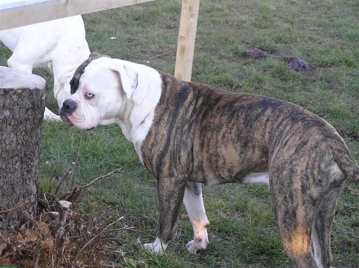 Amerikansk bulldog Matheos Raya billede 15