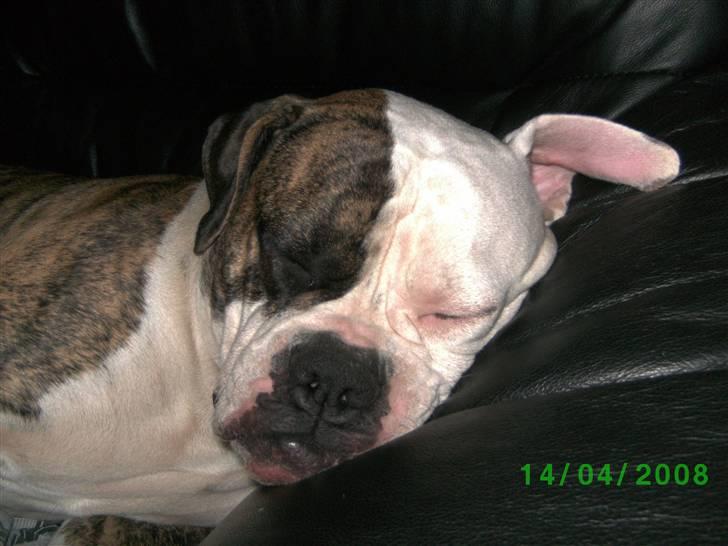 Amerikansk bulldog Matheos Raya billede 16