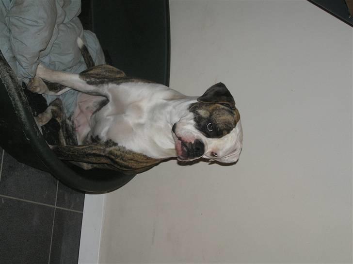 Amerikansk bulldog Matheos Raya billede 17