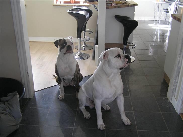 Amerikansk bulldog Matheos Raya billede 18