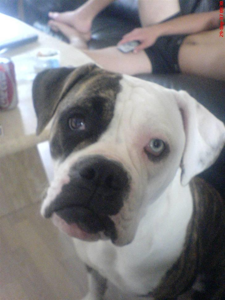 Amerikansk bulldog Matheos Raya billede 19