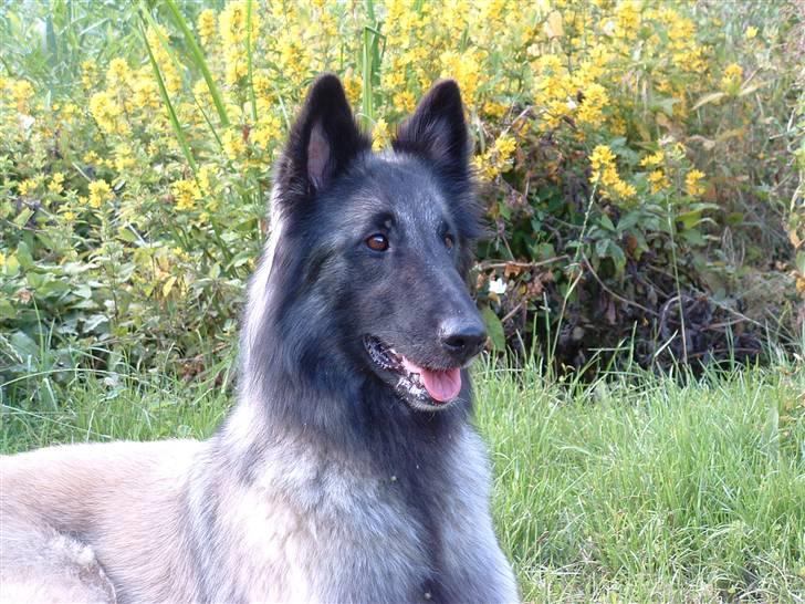 Tervueren Khymera's Hectic Hylea  billede 1