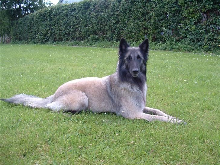 Tervueren Khymera's Hectic Hylea  billede 2