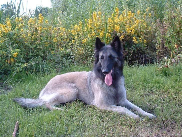 Tervueren Khymera's Hectic Hylea  billede 3