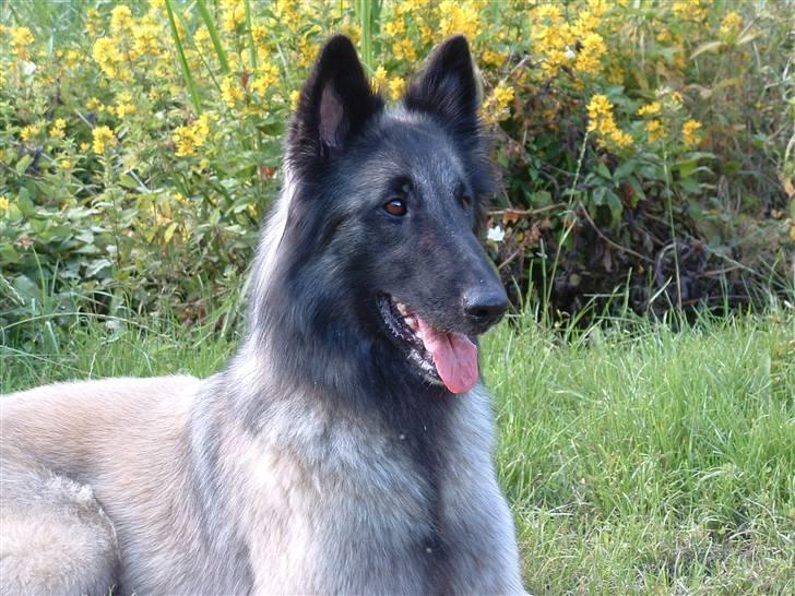 Tervueren Khymera's Hectic Hylea  billede 4