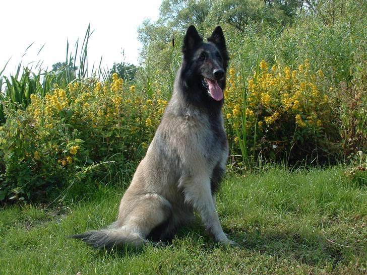 Tervueren Khymera's Hectic Hylea  billede 5