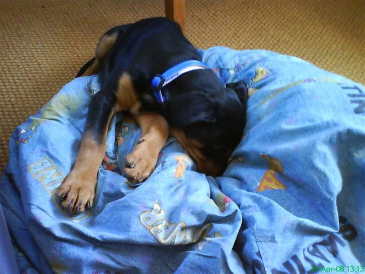 Rottweiler Sebo Junior billede 12