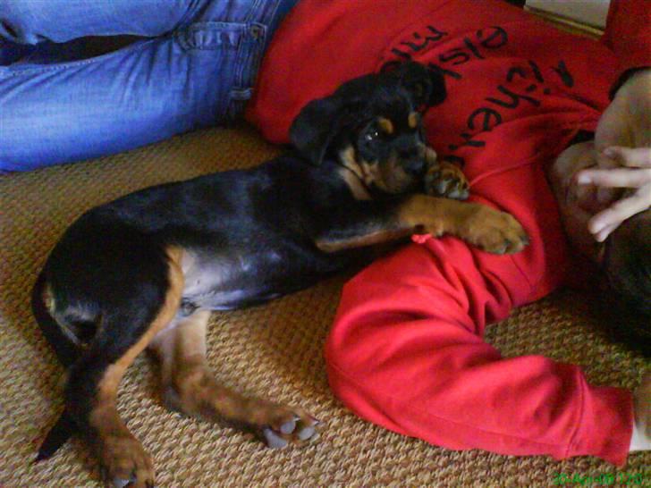 Rottweiler Sebo Junior billede 13