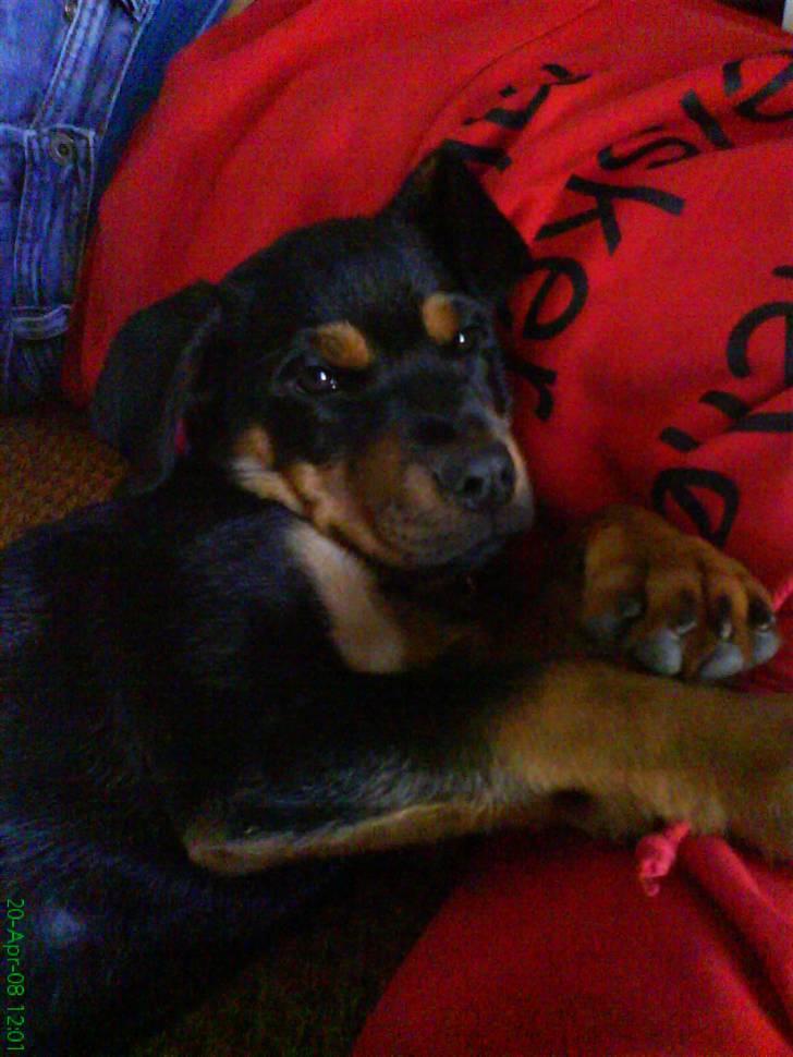 Rottweiler Sebo Junior billede 14