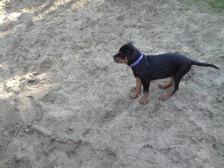 Rottweiler Sebo Junior billede 15