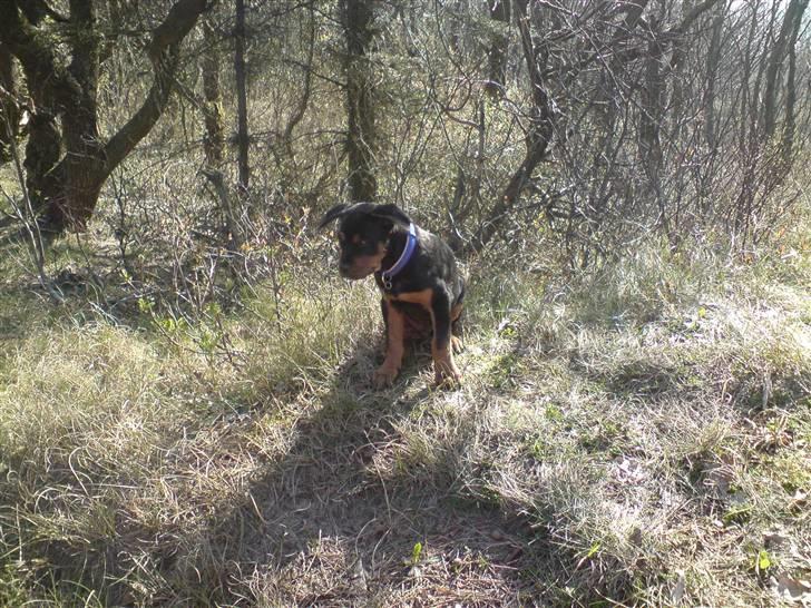 Rottweiler Sebo Junior billede 16