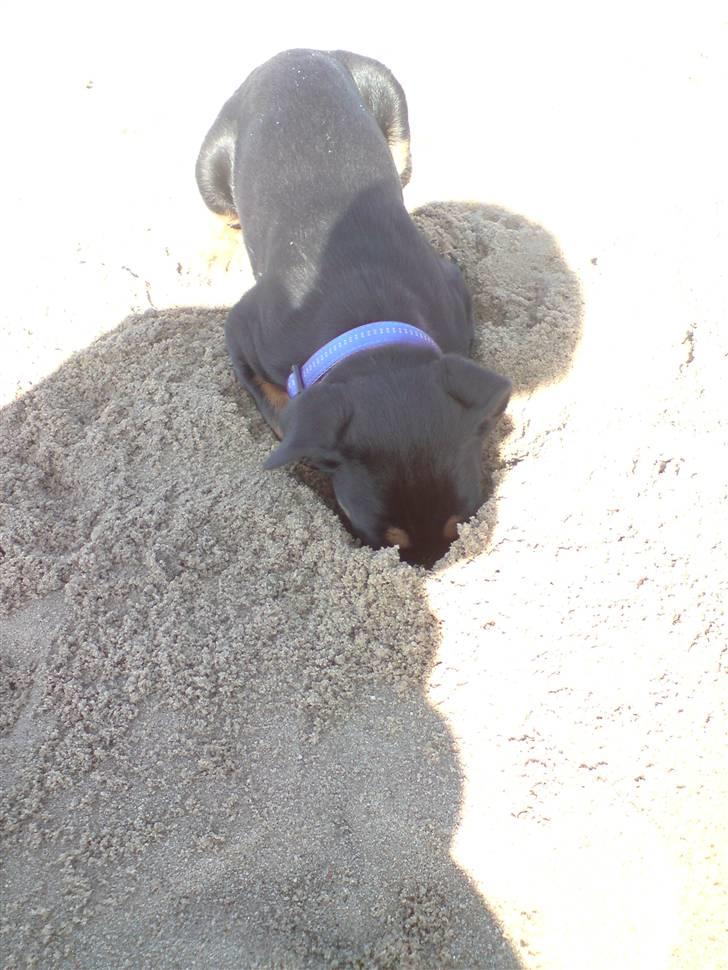 Rottweiler Sebo Junior billede 17