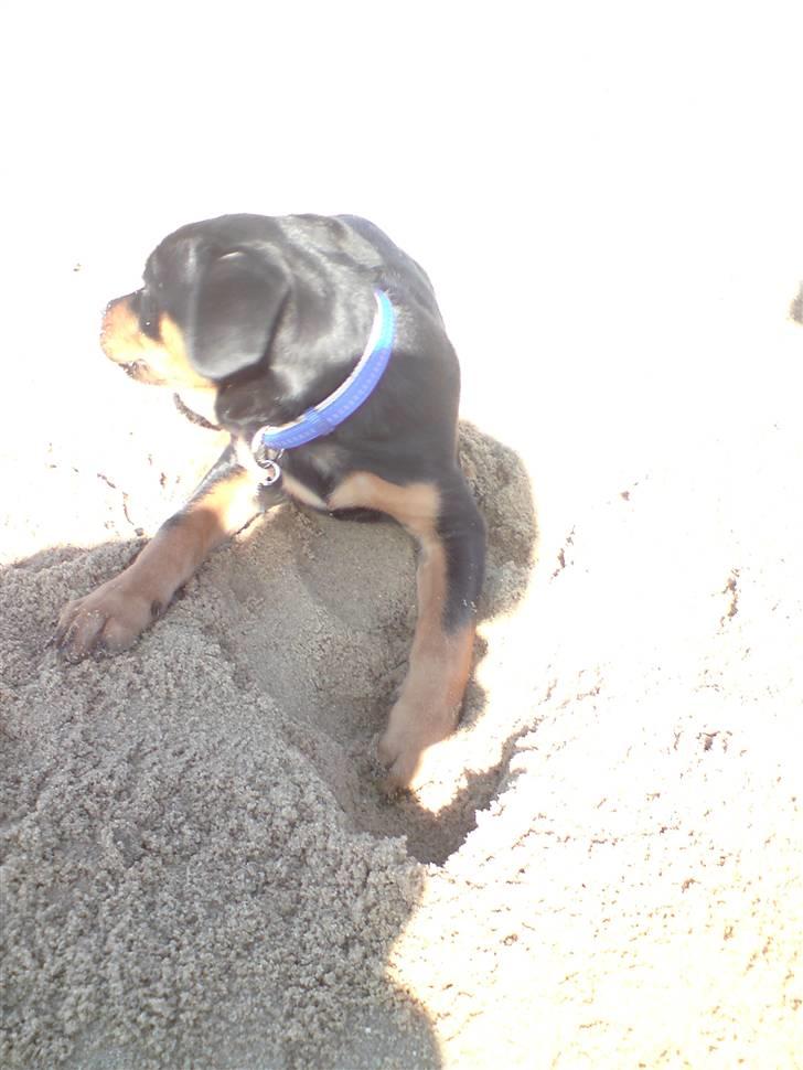 Rottweiler Sebo Junior billede 18