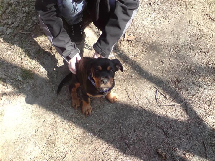 Rottweiler Sebo Junior billede 19