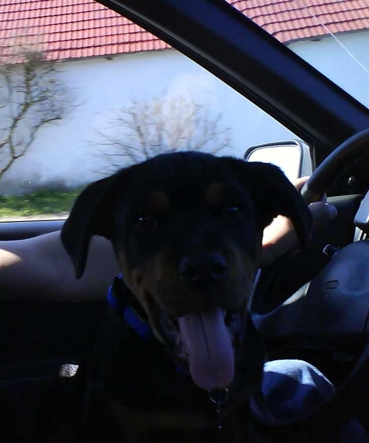 Rottweiler Sebo Junior billede 20