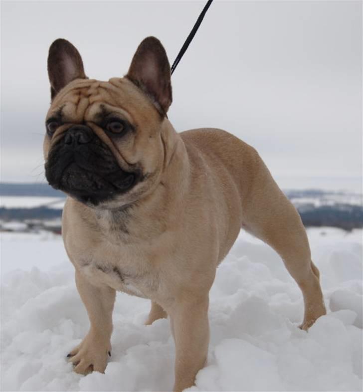 Fransk bulldog Boris billede 4