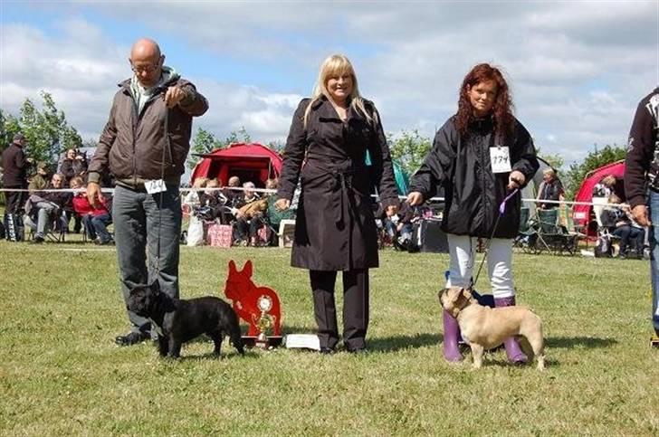 Fransk bulldog Boris billede 5