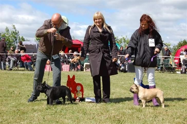 Fransk bulldog Boris billede 6