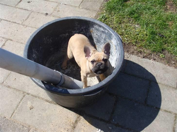 Fransk bulldog Silots Fru Fernando Møhge - ups, taget på fersk gerning, igen  billede 2