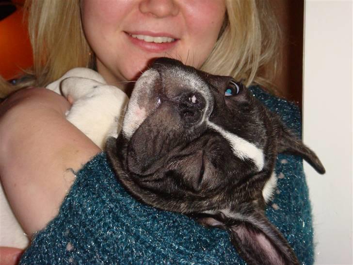 Fransk bulldog Carlos - ingen billeder nu tak.. jeg hviler billede 7