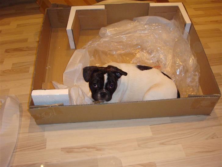 Fransk bulldog Carlos - her ligger man da meget godt  billede 8