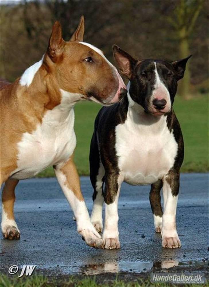 Bullterrier WB´s Auricle Amy (Båtte) - Mor "Jazzy" og far "Willow" billede 14