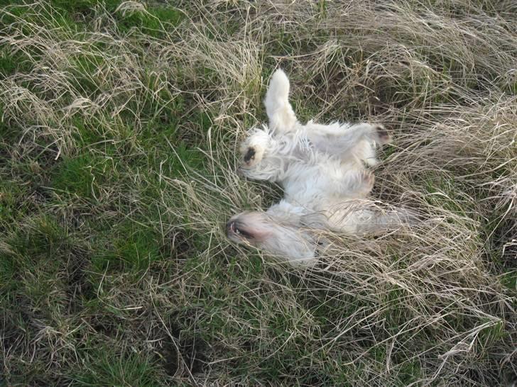 West highland white terrier Laks SOLGT - så ruller vi;) er han ik sød? billede 14