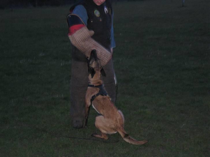 Malinois Caya du Pote Malin billede 7