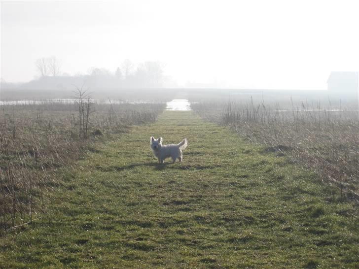 West highland white terrier Laks SOLGT billede 15